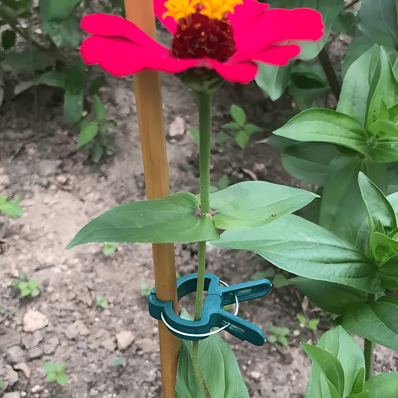Gardening Tools Essential - 5 clipes ajustáveis para plantas, grandes